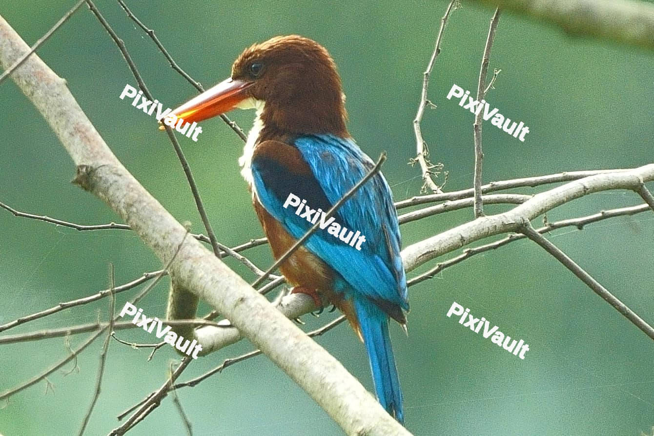 Kingfisher Bird